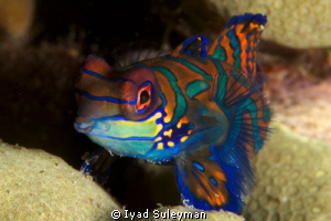 Mandarinfish by Iyad Suleyman 